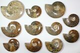 Lot: - Polished Whole Ammonite Fossils - Pieces #116725-1